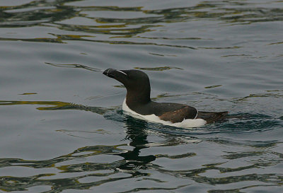 Razorbill swimming