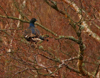 Black Grouse