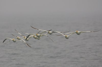 Gannets in a haar