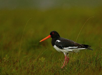 drenched Oystercatcher