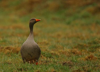 Grey-lag Goose in the rain