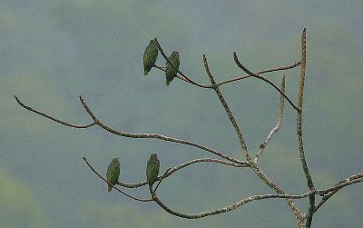 Orange-winged Parrots in a rain forest deluge