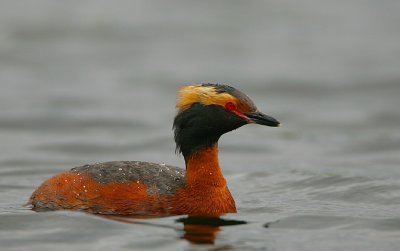 Slavonian Grebe on a dreich day