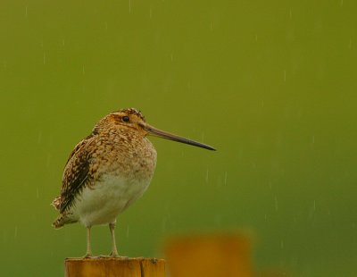 Snipe in a shower