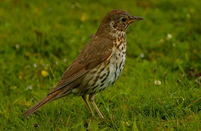 Song Thrush (juvenile) in a summer shower