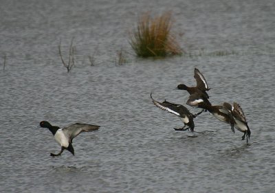 Tufted Duck landing in a thunderstorm