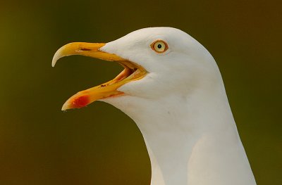 Herring Gull headshot