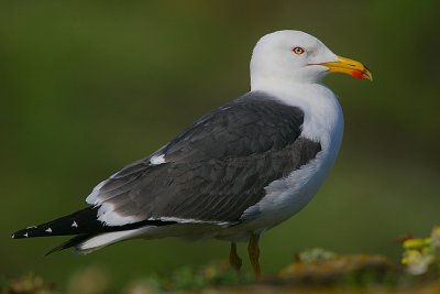 Lesser black-backed Gull(Larus fuscus)