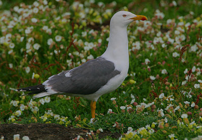 Lesser black-backed Gull