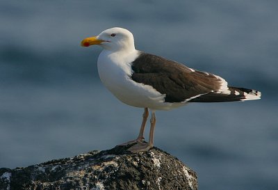 Great black-backed Gull(Larus marinus)