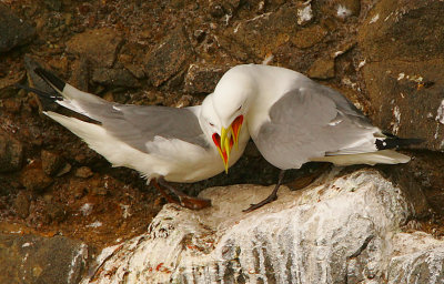 Black-legged Kittiwake pair calling