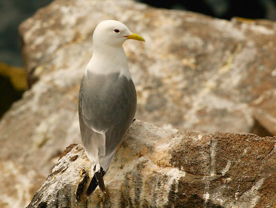 Kittiwake