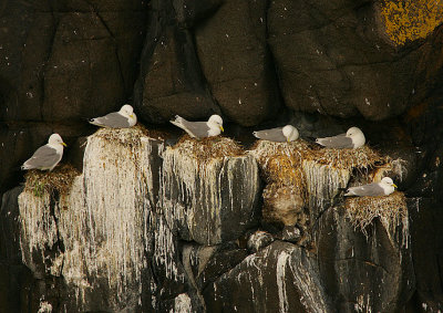 Kittiwake colony