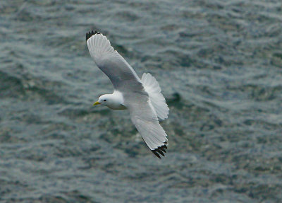 Kittiwake in flight