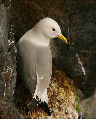 Kittiwake on the nest