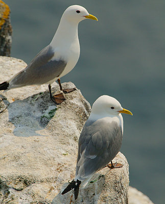 Kittiwake pair