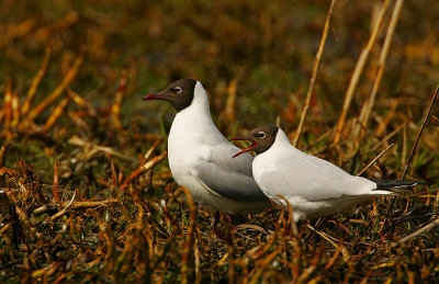 Black-headed Gull pair