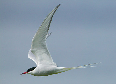 Arctic Tern(Sterna paradisaea)