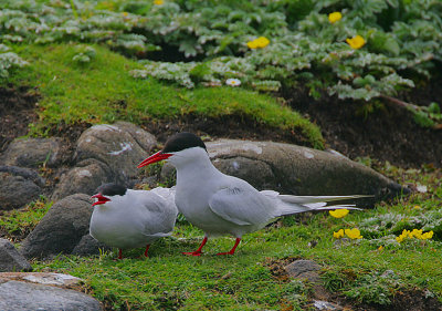 Arctic Tern pair