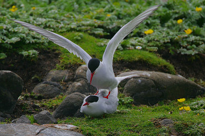 Arctic Terns mating