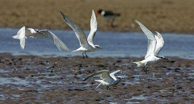 Sandwich Tern group