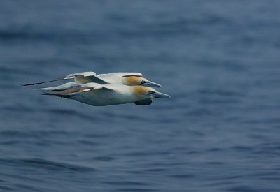 Gannet pair