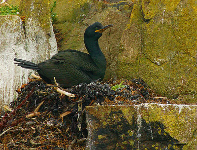 Shag on nest