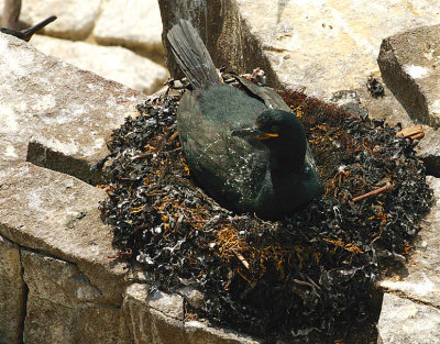 Shag on nest