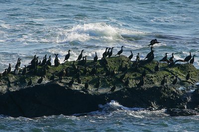 Shags  & Cormorants roosting