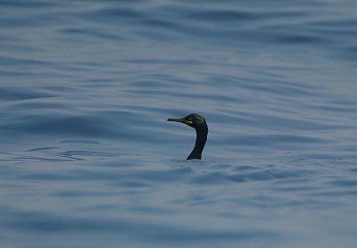 Shag swimming