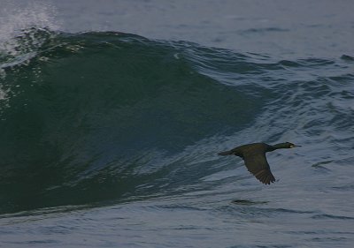 Shag in a storm