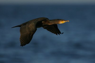 Cormorant