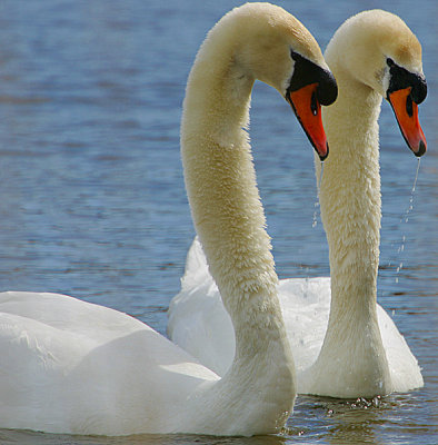 Mute Swan pair displaying