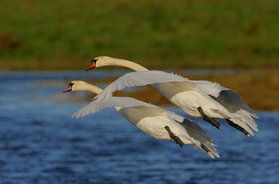 Mute Swan pair in flight