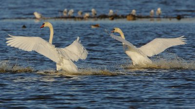 Mute Swan pair landing