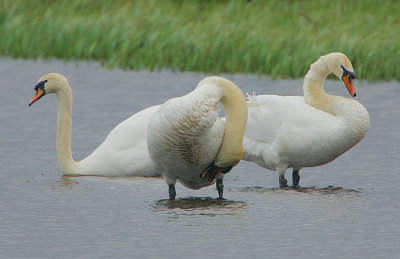 Mute Swan trio
