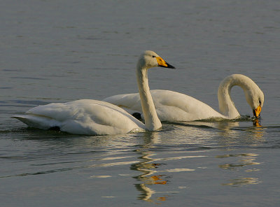 Whooper Swan pair