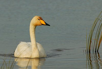 Whooper Swan