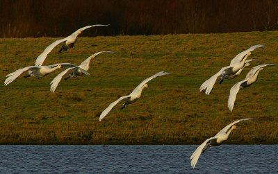 Whooper Swan family