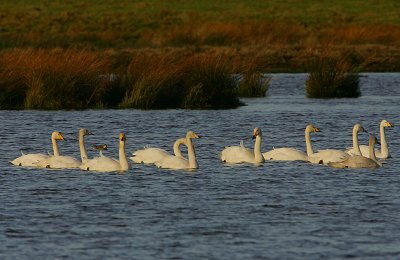Whooper Swan family