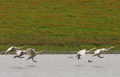 Whooper Swan family landing