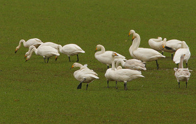 Whooper Swan flock