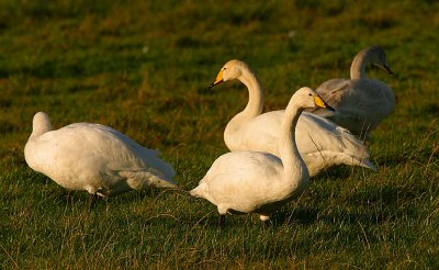 Whooper Swans