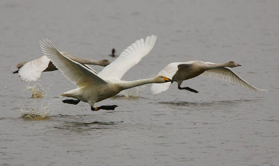 Whooper Swans taking off