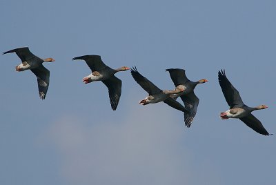Grey-lag Geese in flight