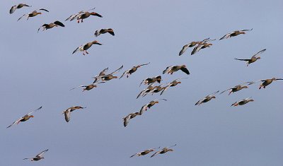 Grey-lag Geese landing