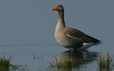 Grey-lag Goose