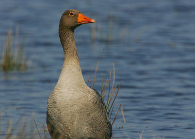 Grey-lag Goose