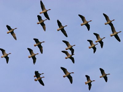 Grey-lag Goose squadron