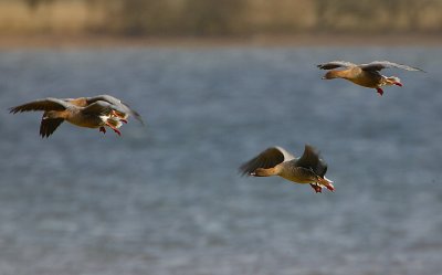 Pink-footed Geese in flight